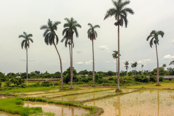 Fototapeta premium Cuba - Tropical Palm Trees Overlooking Rice Fields in Rural Cuba
