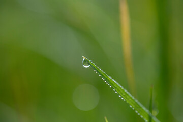 Detail of small drop of dew water perched on the tip of a blade of grass in a cool forest environment