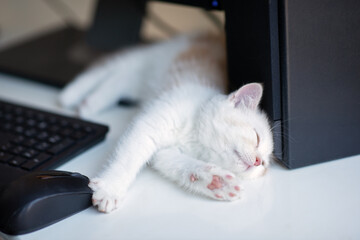 Beautiful little white kitten with ginger spots sleeps at home working place near keypad. Work at home