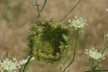 Nestförmig eingerollte Fruchtdolde / Blütendolde / Wilde Möhre (lat.: Daucus carota)