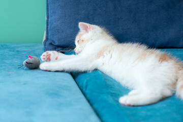Cute little white kitten playing with toy mouse on blue sofa at home