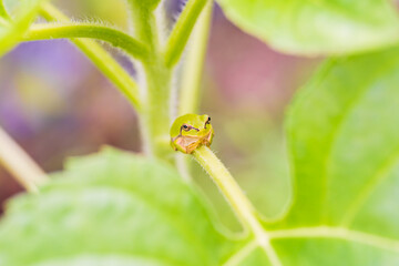 ヒマワリの葉の根元に座るアマガエル
