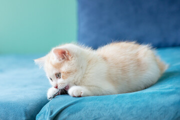 Cute little white kitten playing with toy mouse on blue sofa at home