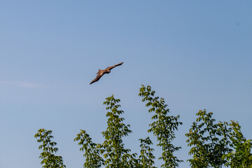 Bird of prey buzzard in the sky.