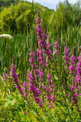 Purple loosestrife Lythrum salicaria inflorescence. Flower spike of plant in the family Lythraceae,...