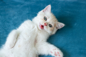 Cute little white kitten lying on back on blue sofa at home smiling and looking at camera