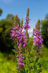 Purple loosestrife Lythrum salicaria inflorescence. Flower spike of plant in the family Lythraceae,...