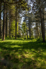 A forest path for a leisurely walk on Lake Vlasina.
