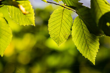 Beautiful, harmonious forest detail, with hornbeam leaves