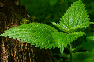 Urtica dioica or stinging nettle, in the garden. Stinging nettle, a medicinal plant that is used as a bleeding, diuretic, antipyretic, wound healing, antirheumatic agent