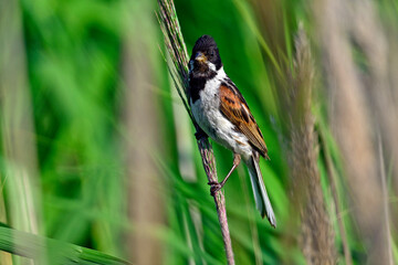 Rohrammer - Männchen // male Reed Bunting (Emberiza schoeniclus)