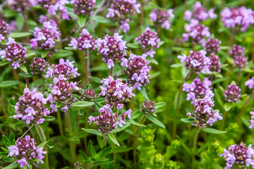 Blossoming fragrant Thymus serpyllum, Breckland wild thyme, creeping thyme, or elfin thyme close-up, macro photo. Beautiful food and medicinal plant in the field in the sunny day