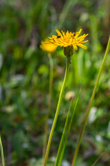 Hieracium pilosella flowers on a summer meadow