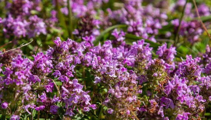 Blossoming fragrant Thymus serpyllum, Breckland wild thyme, creeping thyme, or elfin thyme close-up, macro photo. Beautiful food and medicinal plant in the field in the sunny day