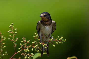 細い茎につかまる若いツバメ