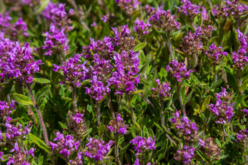 Blossoming fragrant Thymus serpyllum, Breckland wild thyme, creeping thyme, or elfin thyme close-up, macro photo. Beautiful food and medicinal plant in the field in the sunny day