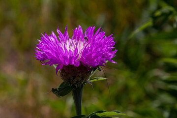 Psephellus whitened Psephellus dealbatus in garden. Bumblebee on flowers