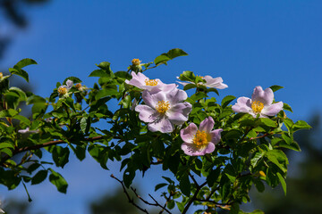 Dog rose, Rosa canina, is an important medicinal plant with pink or white flowers and is used in...