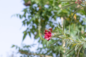 Pink Oleander Flower in Bloom