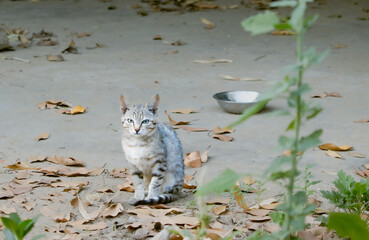 Gray tabby cat sitting among dry leaves