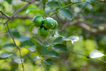 Green limes growing on a tree branch