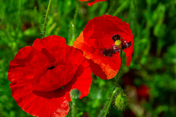 Papaver rhoeas or common poppy, red poppy is an annual herbaceous flowering plant in the poppy...