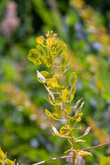 In nature, Thlaspi arvense grows among wild grasses