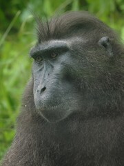 Portrait of a сelebes crested macaque Closeup Indonesia Sulawesi