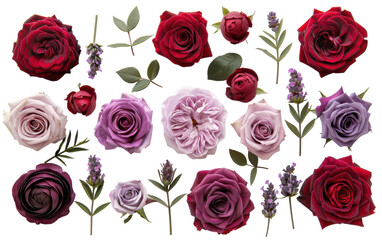 Assortment of Red, Pink, and Purple Roses and Lavender Sprigs on White Background