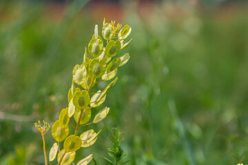 In nature, Thlaspi arvense grows among wild grasses