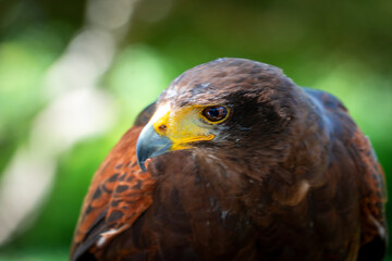 eagle perched above looking intently head side on