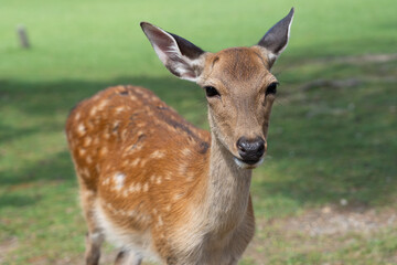 deer in Nara