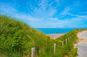 Fototapeta premium Grassy sandy dunes along sand beach and sea in a blue cloudy sky in bright sunlight in summer, Walcheren, Zeeland, the Netherlands, July, 2024