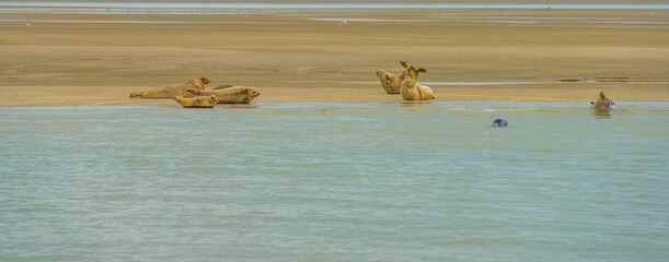 Seals swimming in sea and resting on a sandbank in the Western Scheldt in bright sunlight in summer, Walcheren, Zeeland, the Netherlands, July, 2024