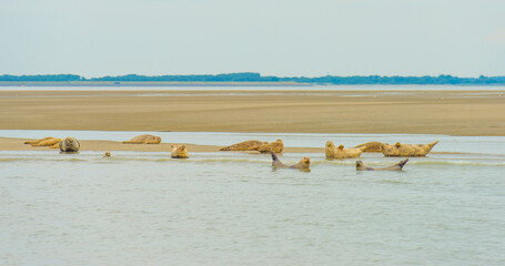 Seals swimming in sea and resting on a sandbank in the Western Scheldt in bright sunlight in summer, Walcheren, Zeeland, the Netherlands, July, 2024