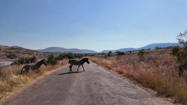 Zebras On Street At Pilanesberg National Park North West South Africa. Wildlife Scene Of Big Five Animals In A African Safari. Rural Background Outdoor Country Amazing. Country.
