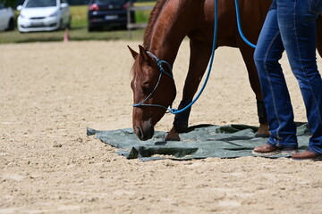 Jungpferdetraining. Junges Pferd wird auf Reitplatz am Halfter an einer Folie trainiert