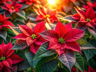 Vibrant red and green poinsettia flowers with intricate details and delicate petals shine in soft, warm light, showcasing their elegant, festive beauty.