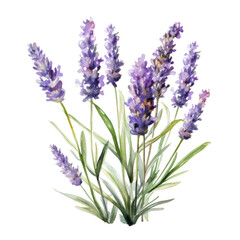 Naklejka premium bunch of lavender watercolor isolated on transparent background cutout