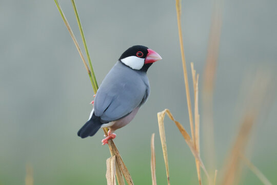 Beautiful bird on the grass