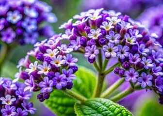 Delicate, intricate heliotrope flowers showcased in stunning macro detail, capturing the soft, velvety texture and subtle color variations of the intricate, curved petals.