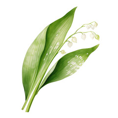 Fototapeta premium Lily of the Valley Leaf and Flower Clipart Illustration