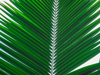 Obraz premium Fresh coconut leaves for a rainy or summer background. 