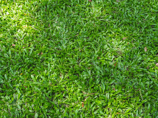 Green lawn texture under trees for a natural background in the garden.        
