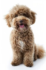 Fototapeta premium A Delightful Toy Poodle with a Sharp Focus against a Pure White Background.