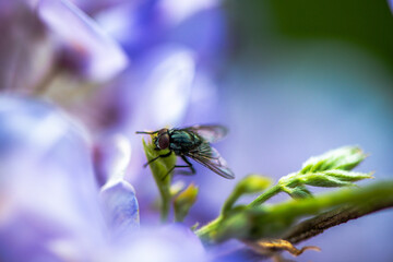 Intricate Encounter: Macro View of Green Fly on Wisteria sinensis Flower