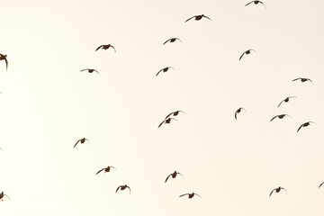 Anatre in volo