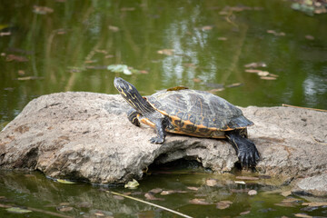 Turtles in the water at a farm in Slovakia