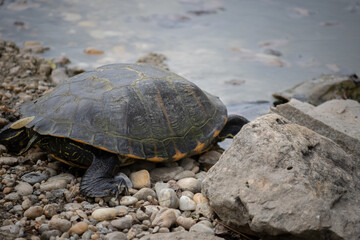 Turtles in the water at a farm in Slovakia