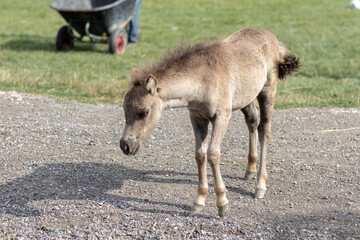 A small horse on a farm .